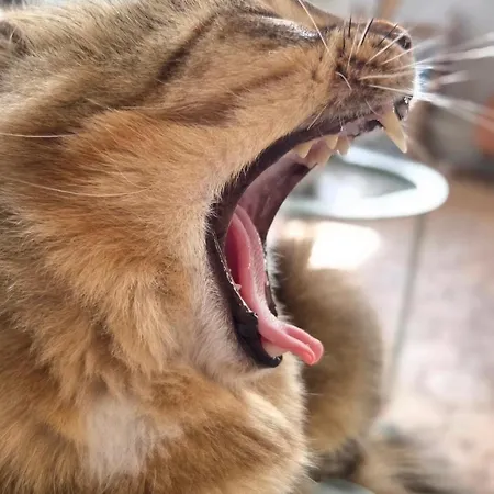 Casa vacanze Le Manoir De Séverine